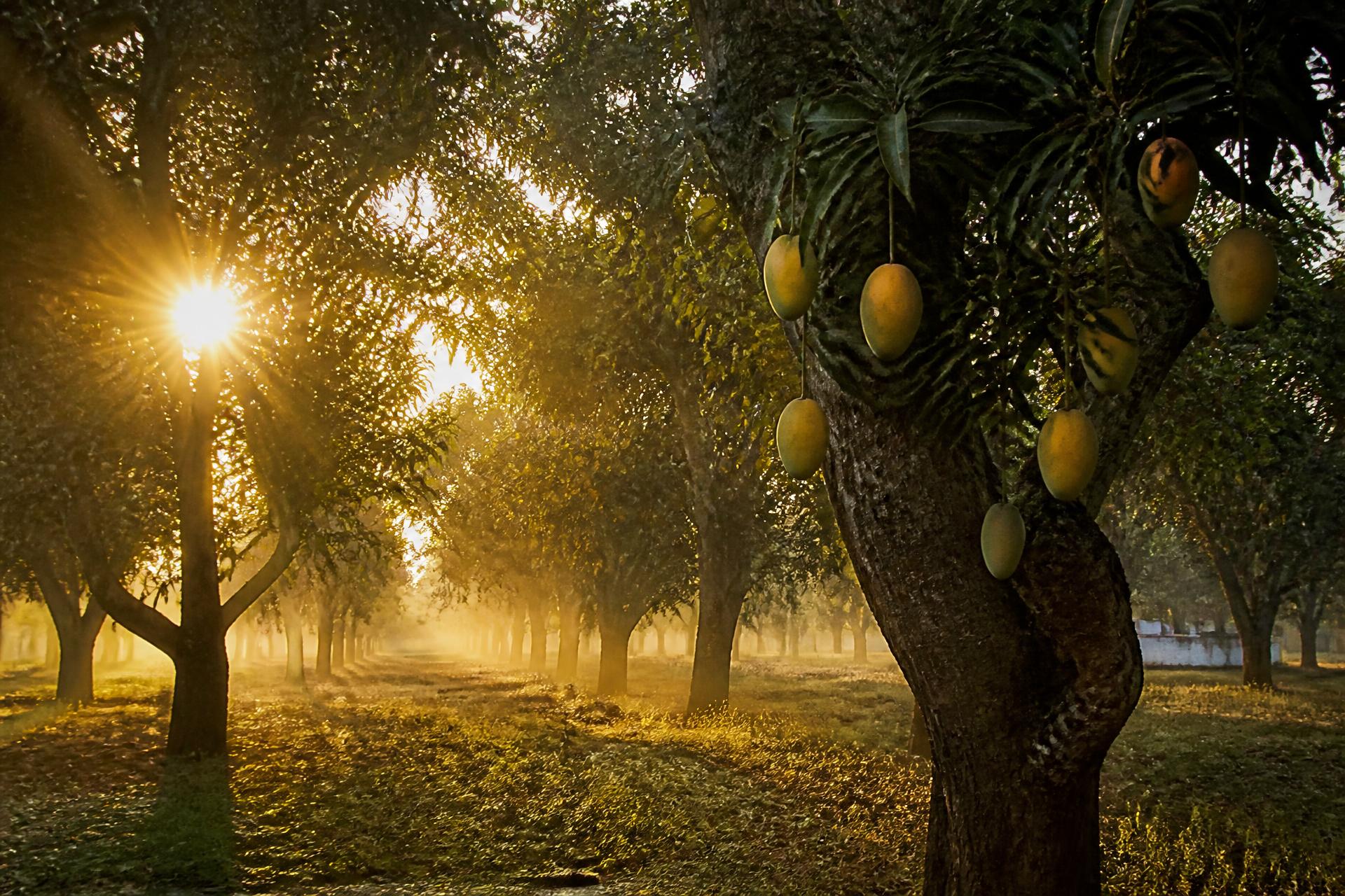Sunrise in an organic South Indian mango orchard